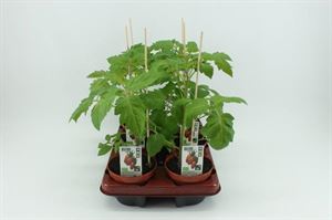Bild von Tomaat. San Marzano tomaat (12cm pot) Bio